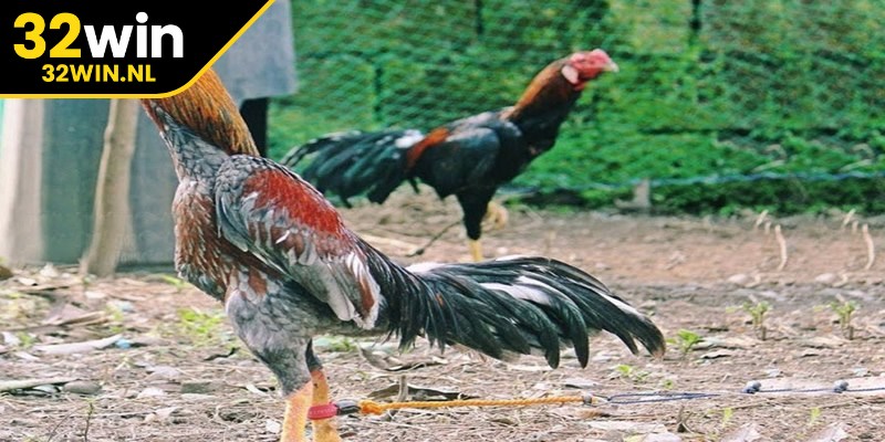 Những lưu ý trong cách chăm sóc gà đá