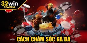 Cách Chăm Sóc Gà Đá