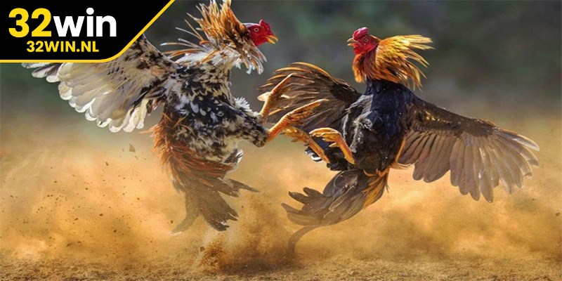 Tất cả các trận đấu tại các trường gà chuyên nghiệp đều được nền tảng tích hợp