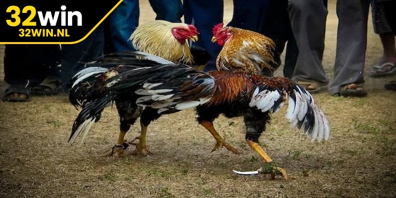 Đá gà cựa dao là một hình thức đấu gà chọi mang tính đối kháng cao, kịch tính