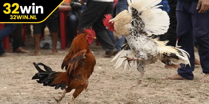 Yếu tố hình thể luôn là bước đánh giá quan trọng trong đá gà cựa dao