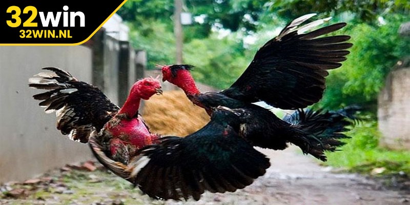 Đá gà nòi là môn cá cược giải trí thu hút lượng lớn người yêu thích và quan tâm