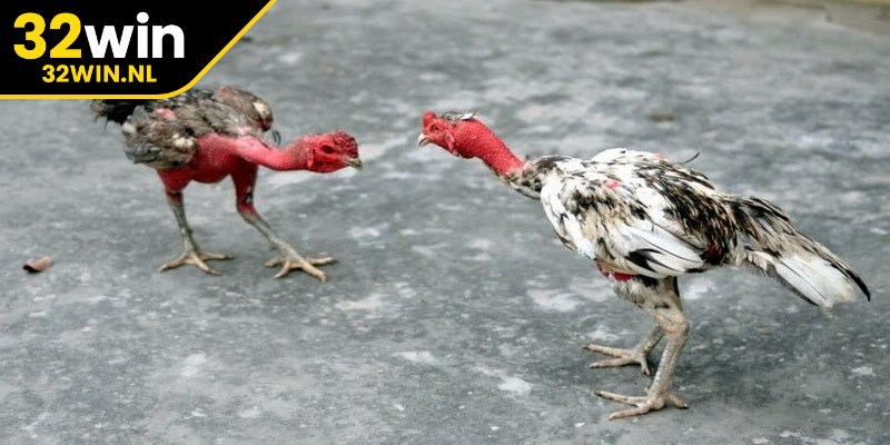 Theo dõi đá gà trên nền tảng trực tuyến mang tới nhiều lợi ích thiết thực