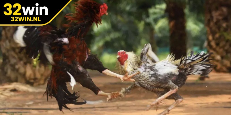 Cung cấp đa dạng các tỷ lệ kèo cược cho người chơi