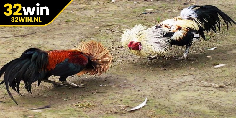 Đá gà tre là cuộc đấu giữa chiến kê giống nhỏ sở hữu sự lanh lẹ, linh hoạt