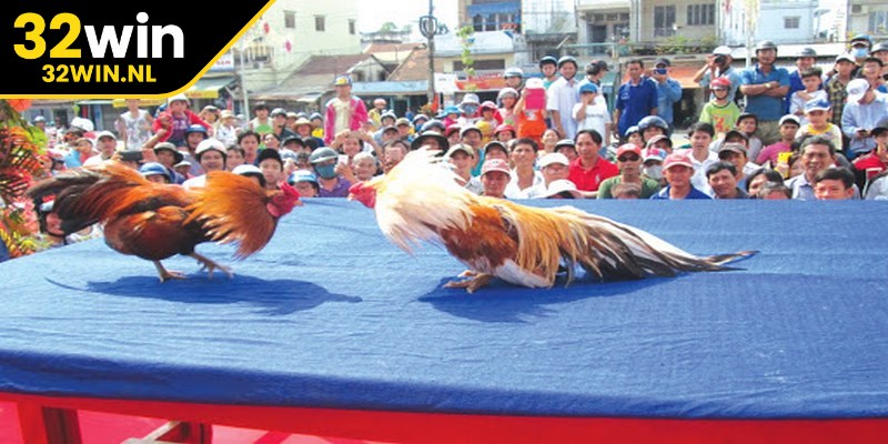 Hiểu rõ các điều kiện cơ bản và yêu cầu bắt buộc trong một trận đá gà Tre