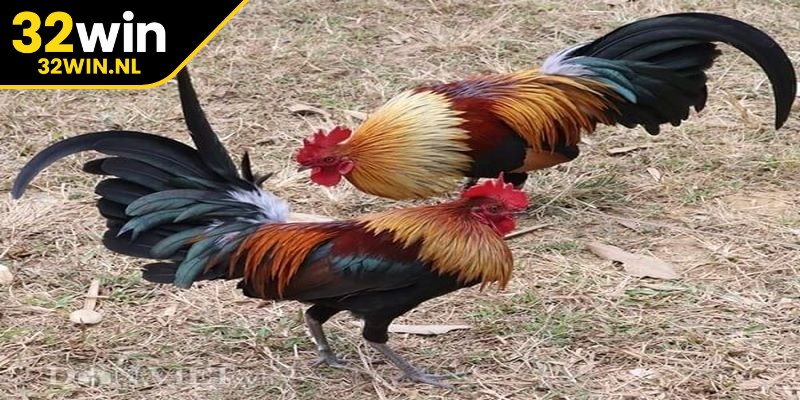 Áp dụng chiến lược phù hợp giúp nâng cao cơ hội thắng trong trận đấu gà Tre